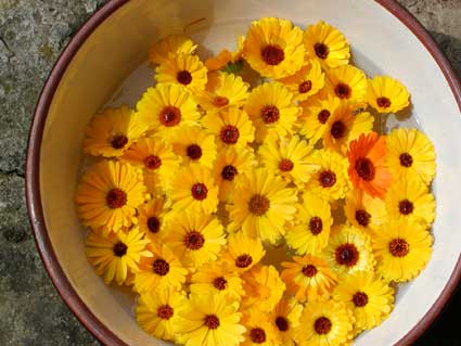 Schale mit Calendula (Foto: Wolfgang Baier)